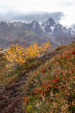 Norveç 'in Lofoten Adaları fiyortlarında sonbahar renklerinde yetişen güzel bir huş ağacı. İskandinavya 'nın mevsimlik manzarası.