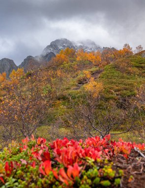 Norveç 'in Lofoten adalarındaki fiyortların yakınında parlak sonbahar yaprakları. Tundra 'da güneşli bir sonbahar günü. İskandinavya 'nın mevsimlik manzarası.