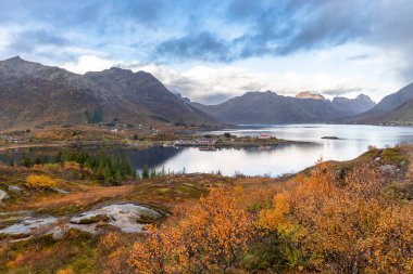 Norveç 'in Lofoten adalarındaki fiyortların yakınında parlak sonbahar yaprakları. Tundra 'da güneşli bir sonbahar günü. İskandinavya 'nın mevsimlik manzarası.