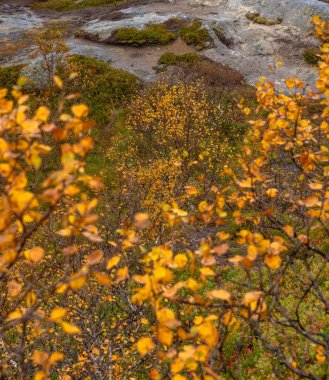 Norveç 'in Lofoten adalarındaki fiyortların yakınında parlak sonbahar yaprakları. Tundra 'da güneşli bir sonbahar günü. İskandinavya 'nın mevsimlik manzarası.