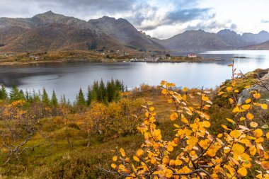 Norveç 'in Lofoten adalarındaki fiyortların yakınında parlak sonbahar yaprakları. Tundra 'da güneşli bir sonbahar günü. İskandinavya 'nın mevsimlik manzarası.