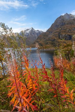 Norveç 'in Lofoten adalarındaki fiyortların yakınında parlak sonbahar yaprakları. Tundra 'da güneşli bir sonbahar günü. İskandinavya 'nın mevsimlik manzarası.