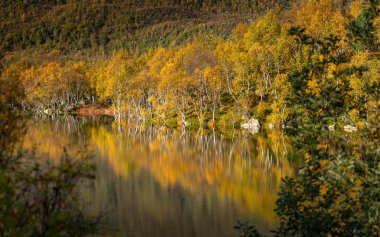 Norveç 'in Lofoten Adaları' ndaki dağ gölünde güneşli bir sonbahar gününde güzel bir huş ağacı yansıması. İskandinavya 'nın mevsimlik manzarası.