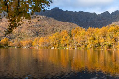 Norveç 'in Lofoten Adaları' ndaki dağ gölünde güneşli bir sonbahar gününde güzel bir huş ağacı yansıması. İskandinavya 'nın mevsimlik manzarası.
