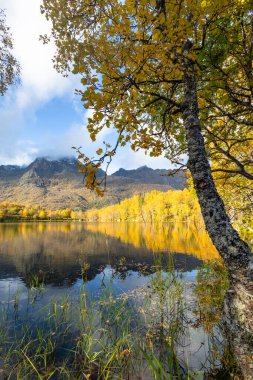 Norveç 'in Lofoten Adaları' ndaki dağ gölünde güneşli bir sonbahar gününde güzel bir huş ağacı yansıması. İskandinavya 'nın mevsimlik manzarası.