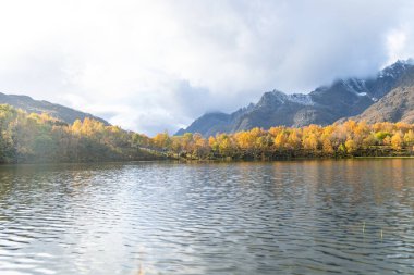 Norveç 'in Lofoten Adaları' ndaki dağ gölünde güneşli bir sonbahar gününde güzel bir huş ağacı yansıması. İskandinavya 'nın mevsimlik manzarası.