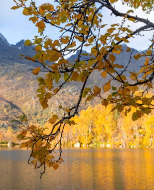 Norveç 'in Lofoten Adaları' ndaki küçük bir gölde güneşli bir sonbahar gününde güzel altın ağaçlar. İskandinavya 'nın mevsimlik manzarası.