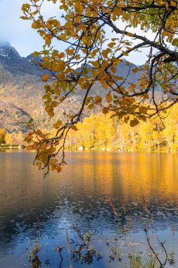 Norveç 'in Lofoten Adaları' ndaki küçük bir gölde güneşli bir sonbahar gününde güzel altın ağaçlar. İskandinavya 'nın mevsimlik manzarası.