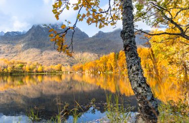 Norveç 'in Lofoten Adaları' ndaki küçük bir gölde güneşli bir sonbahar gününde güzel altın ağaçlar. İskandinavya 'nın mevsimlik manzarası.