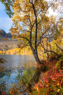 Norveç 'in Lofoten Adaları' ndaki küçük bir gölde güneşli bir sonbahar gününde güzel altın ağaçlar. İskandinavya 'nın mevsimlik manzarası.