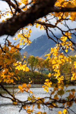 Norveç 'in Lofoten Adaları' ndaki küçük bir gölde güneşli bir sonbahar gününde güzel altın ağaçlar. İskandinavya 'nın mevsimlik manzarası.