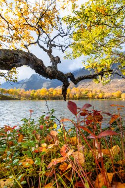 Norveç 'in Lofoten Adaları' ndaki küçük bir gölde güneşli bir sonbahar gününde güzel altın ağaçlar. İskandinavya 'nın mevsimlik manzarası.