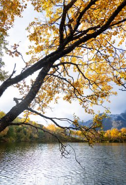 Norveç 'in Lofoten Adaları' ndaki küçük bir gölde güneşli bir sonbahar gününde güzel altın ağaçlar. İskandinavya 'nın mevsimlik manzarası.