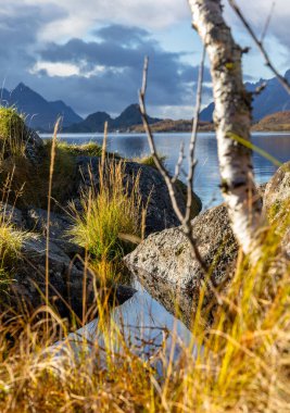 Norveç 'in Lofoten adalarındaki fiyortlarda güneşli bir sonbahar gününde güzel kayalık kıyı manzarası. İskandinavya 'nın mevsimlik manzarası.