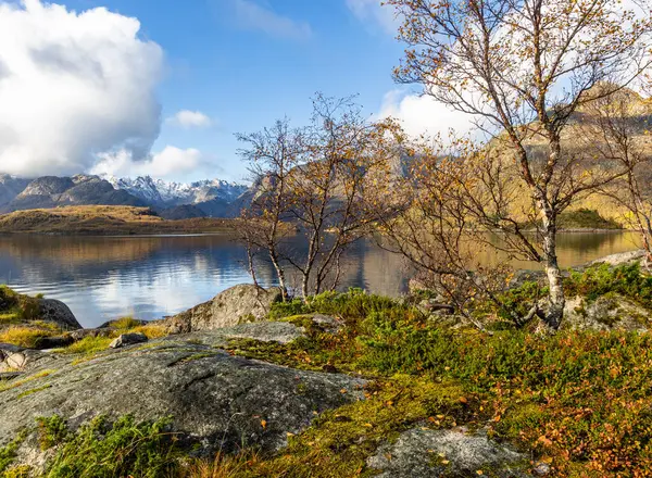 Norveç 'in Lofoten Adaları fiyortlarında sonbahar renklerinde yetişen güzel bir huş ağacı. İskandinavya 'nın mevsimlik manzarası.