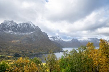 Kuzey Norveç, Senja Adası 'nda altın huş yapraklarıyla güzel bir sonbahar manzarası. İskandinavya mevsimsel manzarası..