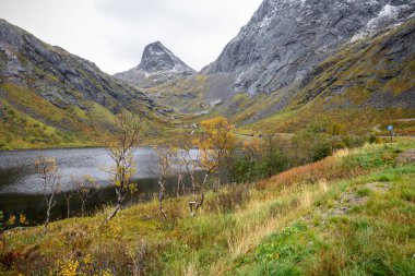 Kuzey Norveç, Senja Adası 'nda altın huş yapraklarıyla güzel bir sonbahar manzarası. İskandinavya mevsimsel manzarası..