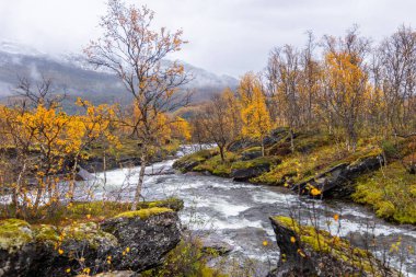 Gratangen, Kuzey Norveç yakınlarındaki altın huş ağaçlarından akan güzel bir sonbahar manzarası. İskandinavya 'nın mevsimlik manzarası.