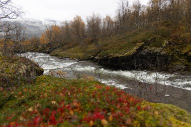 Gratangen, Kuzey Norveç yakınlarındaki altın huş ağaçlarından akan güzel bir sonbahar manzarası. İskandinavya 'nın mevsimlik manzarası.