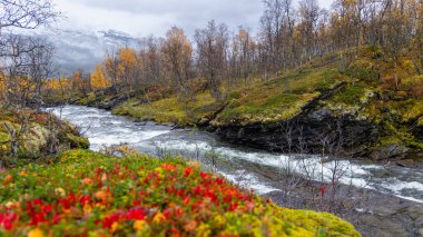 Gratangen, Kuzey Norveç yakınlarındaki altın huş ağaçlarından akan güzel bir sonbahar manzarası. İskandinavya 'nın mevsimlik manzarası.