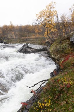 Gratangen, Kuzey Norveç yakınlarındaki altın huş ağaçlarından akan güzel bir sonbahar manzarası. İskandinavya 'nın mevsimlik manzarası.