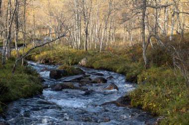 Kuzey Norveç 'teki kayalık dağ nehrinin güzel bir sonbahar manzarası. İskandinavya 'nın mevsimlik manzarası.