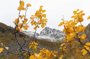 Kuzey Norveç 'te karlı dağ tepeleri ve sarı yapraklı güzel bir sonbahar manzarası. İskandinavya 'nın mevsimlik manzarası.