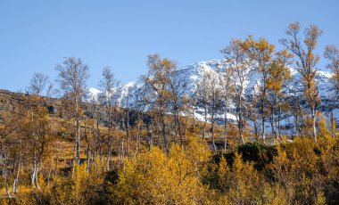 Kuzey Norveç 'te karlı dağ tepeleri ve sarı yapraklı güzel bir sonbahar manzarası. İskandinavya 'nın mevsimlik manzarası.