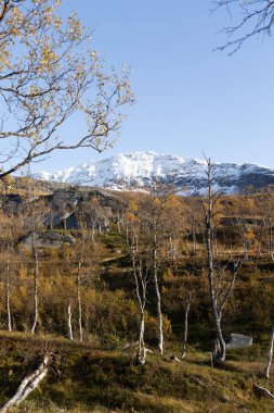 Kuzey Norveç 'te karlı dağ tepeleri ve sarı yapraklı güzel bir sonbahar manzarası. İskandinavya 'nın mevsimlik manzarası.