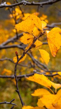 Kuzey Norveç 'te büyüyen parlak sarı huş ağaçlarıyla güneşli sonbahar manzarası. İskandinavya 'nın mevsimlik manzarası.