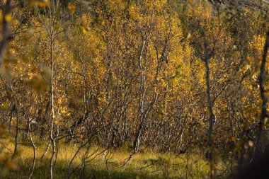 Kuzey Norveç 'te büyüyen parlak sarı huş ağaçlarıyla güneşli sonbahar manzarası. İskandinavya 'nın mevsimlik manzarası.