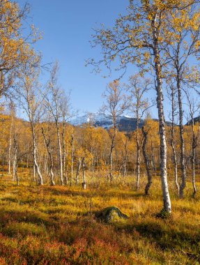 Kuzey Norveç 'te büyüyen parlak sarı huş ağaçlarıyla güneşli sonbahar manzarası. İskandinavya 'nın mevsimlik manzarası.