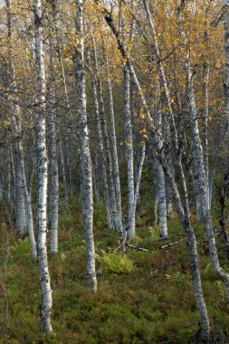 Kuzey Norveç 'te huş ağaçları olan güzel bir sonbahar dağ manzarası.
