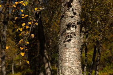 Kuzey Norveç 'te huş ağaçları olan güzel bir sonbahar dağ manzarası.