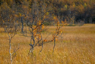 Kuzey Norveç 'teki dağların yamaçlarında yetişen yerel bitkilerle güzel bir sonbahar manzarası. İskandinavya 'nın mevsimlik manzarası.