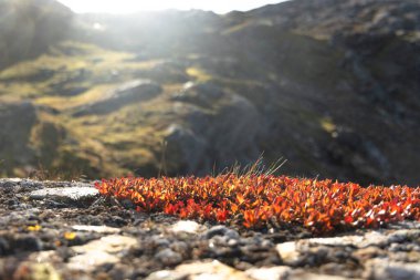 Kuzey Norveç 'in dağlarında yetişen kırmızı yapraklı güzel sonbahar manzarası. İskandinavya 'nın mevsimlik manzarası.