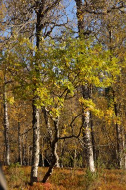 Kuzey Norveç 'in dağlarında yetişen kırmızı yapraklı güzel sonbahar manzarası. İskandinavya 'nın mevsimlik manzarası.