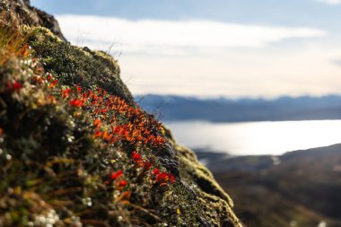 Kuzey Norveç 'in dağlarında yetişen kırmızı yapraklı güzel sonbahar manzarası. İskandinavya 'nın mevsimlik manzarası.