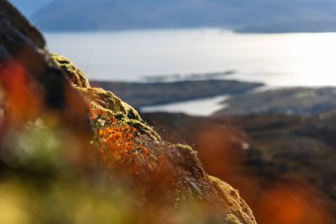 Kuzey Norveç 'in dağlarında yetişen kırmızı yapraklı güzel sonbahar manzarası. İskandinavya 'nın mevsimlik manzarası.