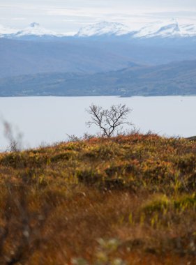 Kuzey Norveç 'in dağlarında yetişen kırmızı yapraklı güzel sonbahar manzarası. İskandinavya 'nın mevsimlik manzarası.