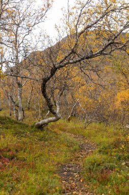 Kuzey Norveç 'te dağlarda yetişen güzel renkli ağaçlar.