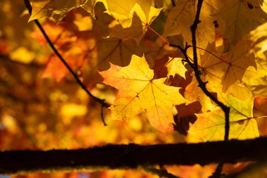 Letonya 'nın akçaağaç yapraklı güzel güneşli sonbahar manzarası. Kuzey Avrupa 'nın mevsimlik manzarası.