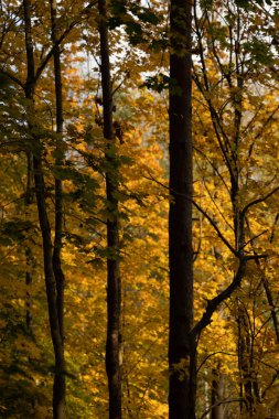 Letonya 'da sonbaharda güzel altın renkli akçaağaç ormanı. Kuzey Avrupa 'nın mevsimlik manzarası.