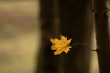 Letonya 'da sonbaharda güzel altın renkli akçaağaç ormanı. Kuzey Avrupa 'nın mevsimlik manzarası.