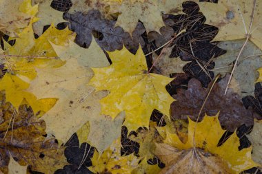 Güzel sarı akçaağaç yaprakları sonbahar Letonya ormanlarında yere düşer. Kuzey Avrupa 'nın mevsimlik manzarası.