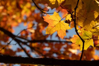 Mavi gökyüzüne karşı dallarda güzel altın akçaağaç yaprakları. Letonya 'da güneşli bir sonbahar günü. Kuzey Avrupa 'nın mevsimlik manzarası.