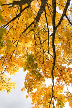 Mavi gökyüzüne karşı dallarda güzel altın akçaağaç yaprakları. Letonya 'da güneşli bir sonbahar günü. Kuzey Avrupa 'nın mevsimlik manzarası.