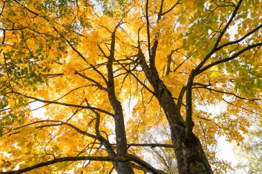 Mavi gökyüzüne karşı dallarda güzel altın akçaağaç yaprakları. Letonya 'da güneşli bir sonbahar günü. Kuzey Avrupa 'nın mevsimlik manzarası.