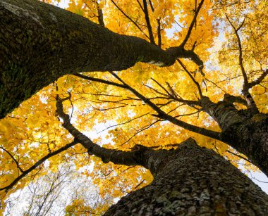 Mavi gökyüzüne karşı dallarda güzel altın akçaağaç yaprakları. Letonya 'da güneşli bir sonbahar günü. Kuzey Avrupa 'nın mevsimlik manzarası.