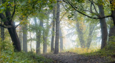 Letonya 'daki gölün sisli sabahında güzel bir sonbahar manzarası. Sisin içinde rengarenk ağaçlar. Kuzey Avrupa 'nın mevsimlik manzarası.